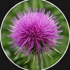 Milk Thistle